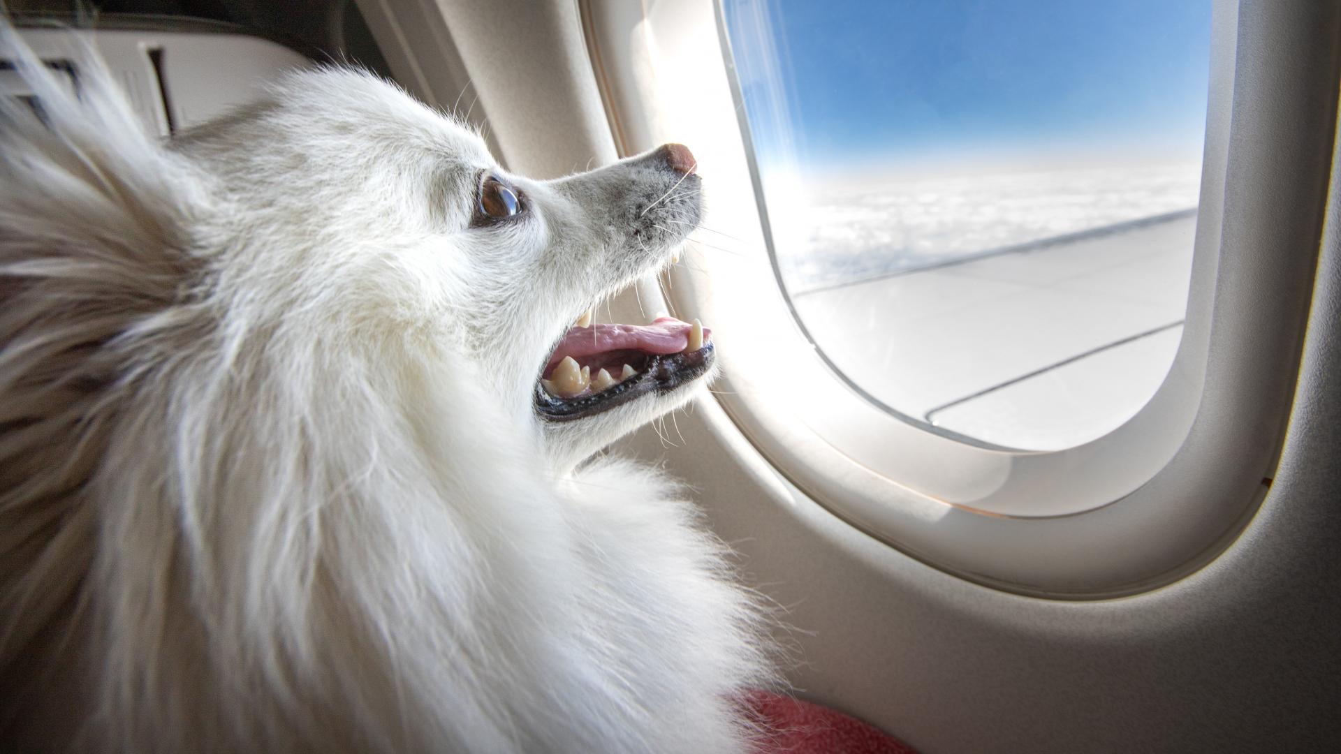 В «Аэрофлоте» ввели новые правила перевозки животных